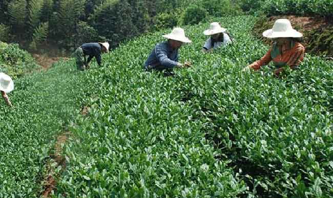 铁观音几月份有新茶,铁观音春茶新茶几月上市_铁观音百科_太友帮