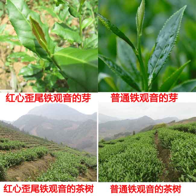 铁观音形状是什么样子，毛茶与净茶你分清楚了吗？