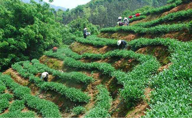 铁观音怎么辨别手工茶与机器茶_铁观音百科_太友帮