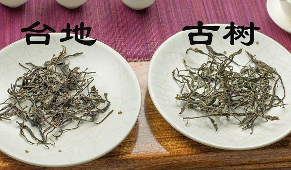 乔木茶属于什么茶,古树茶与乔木茶的区别_茶文化知识大全_太友帮