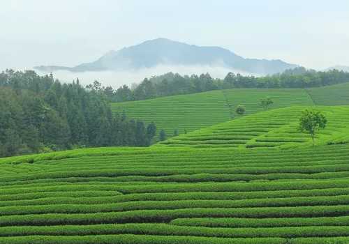 大红袍的功效与作用禁忌_茶文化知识大全_太友帮