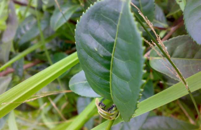 茶毛虫防治方法