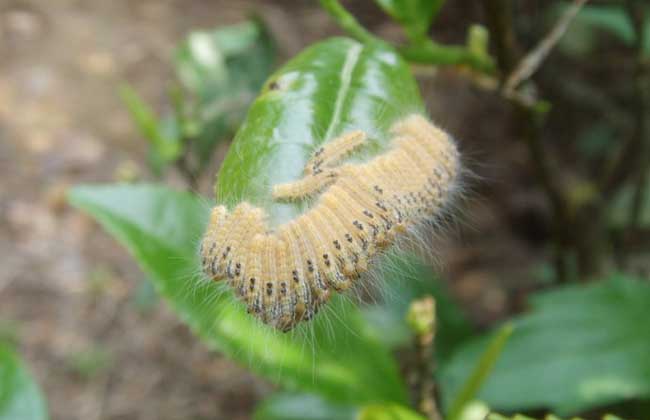 茶毛虫防治方法