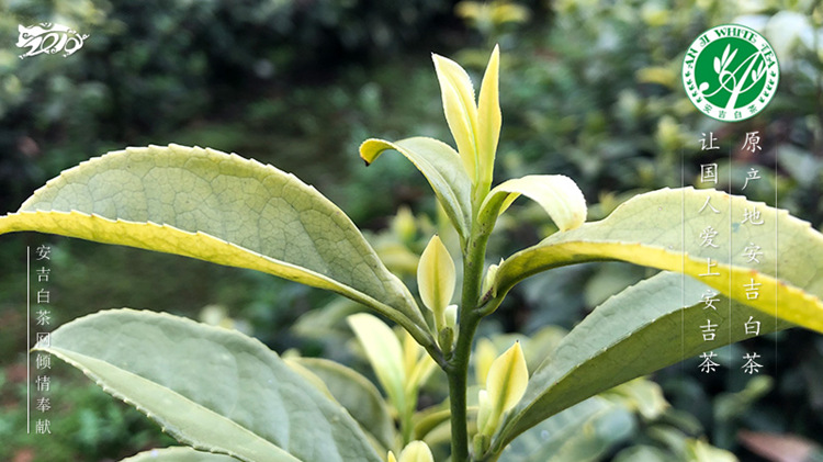 安吉黄金芽茶叶价格表_茶文化知识大全_太友帮