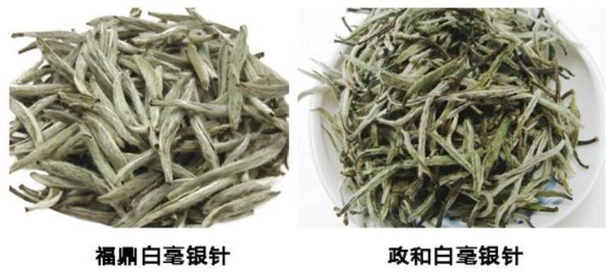 政和白茶和福鼎白茶区别_茶文化知识大全_太友帮