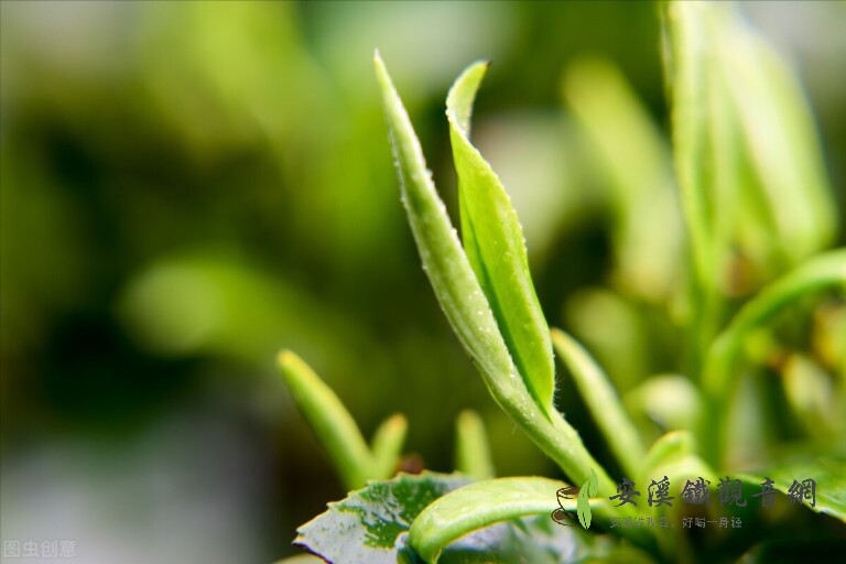 什么绿茶适合做口粮茶？口感好性价比高绿茶推荐_茶文化知识大全_安溪铁观音网