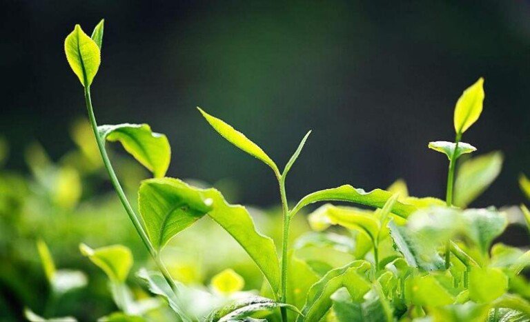 鲜茶叶多少出一斤干的,各类茶一斤干茶所需鲜茶量介绍_茶文化知识大全_太友帮