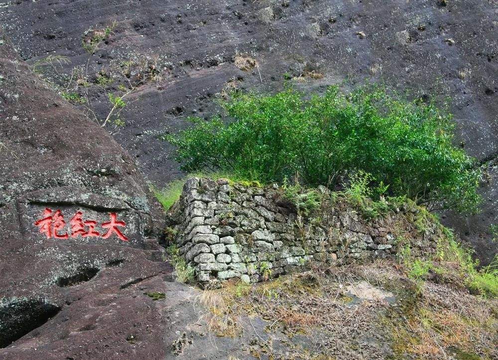 母树大红袍有几个品种_茶文化知识大全_太友帮