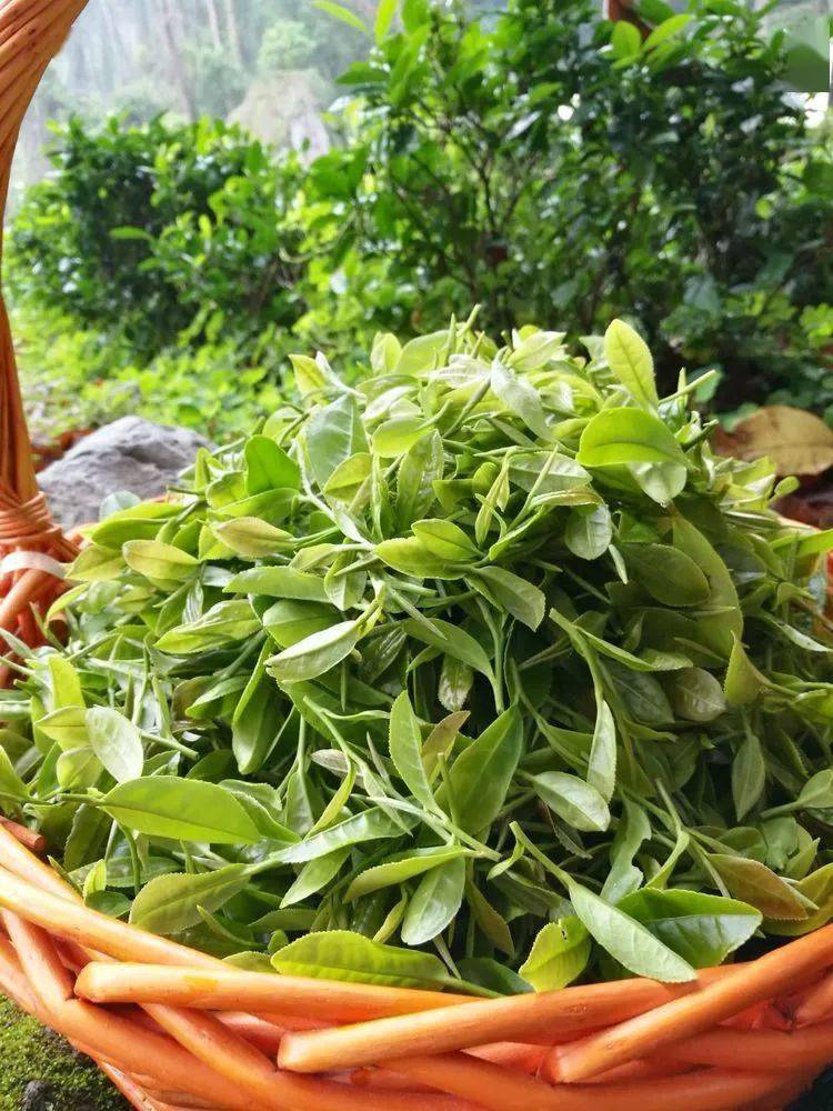 什么是西山茶,西山茶的历史来源和传说_茶文化知识大全_太友帮